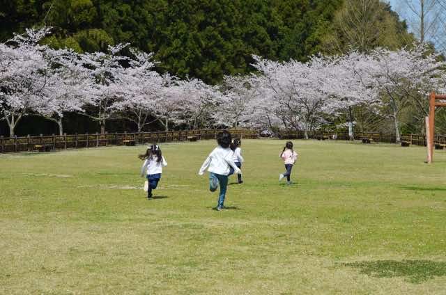 桜の木に向かって駆け回る子どもたち