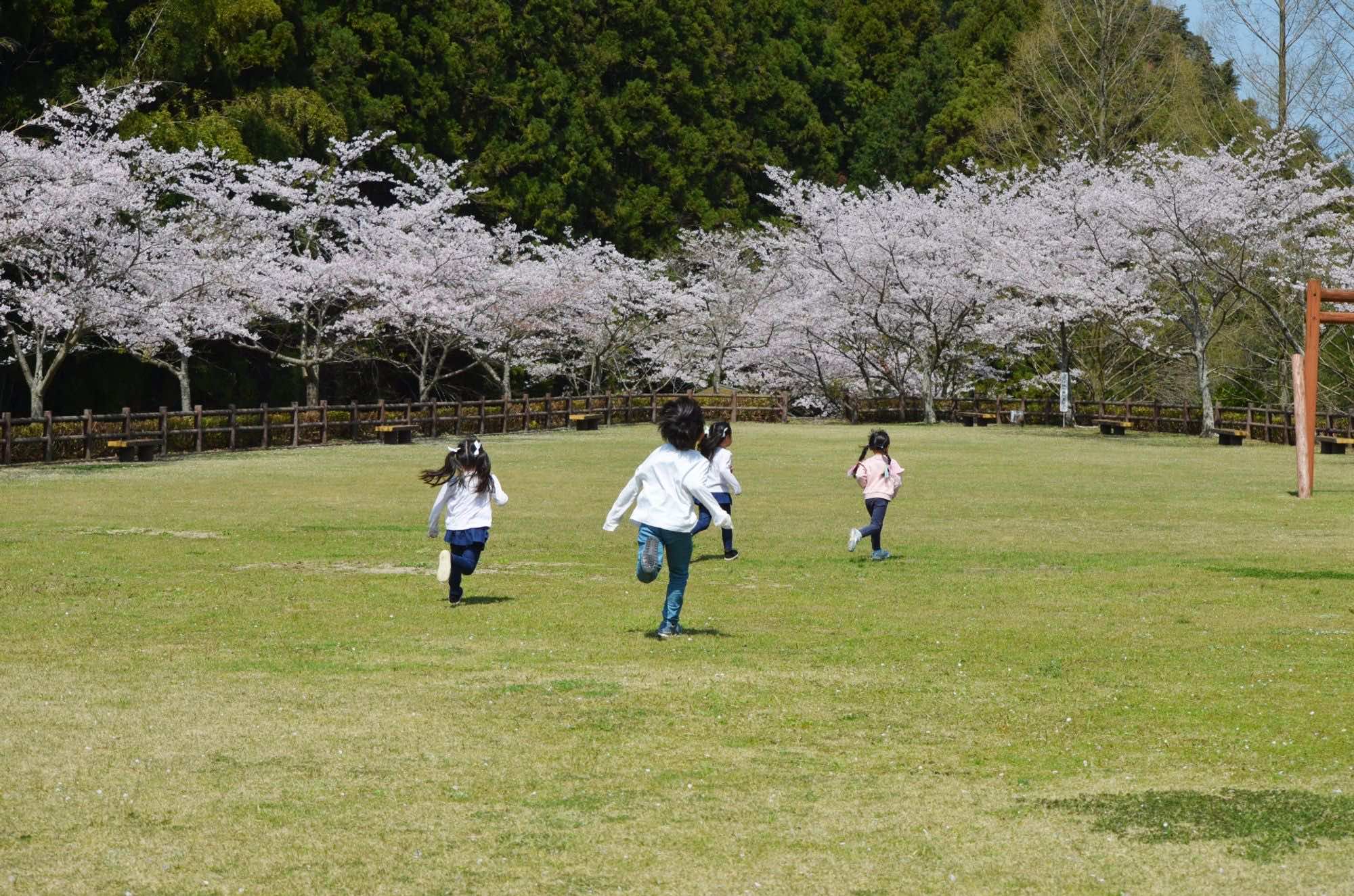 桜に向かって駆け回る子どもたち